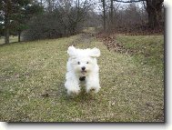 Maltese