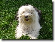 Old English Sheepdog