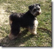 Jork��rsk� terier, Yorkshire Terrier,