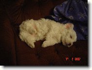 Maltese