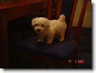 Maltese
