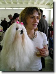 Maltese