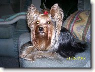 Jork��rsk� terier, Yorkshire Terrier,