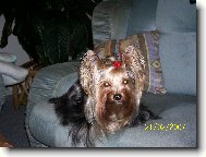 Jork��rsk� terier, Yorkshire Terrier,