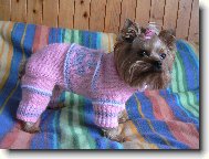 Jork��rsk� terier, Yorkshire Terrier,