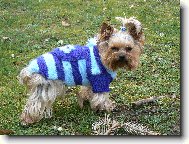Jork��rsk� terier, Yorkshire Terrier,
