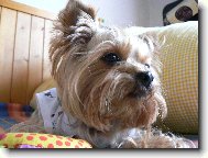 Jork��rsk� terier, Yorkshire Terrier,