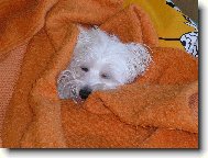 Maltese