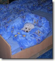 Maltese