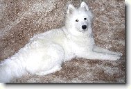Samojedskaja Sobaka