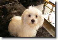 Maltese