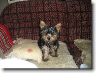 Jork��rsk� terier, Yorkshire Terrier,