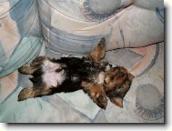Jork��rsk� terier, Yorkshire Terrier,