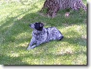 Border Collie