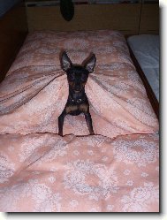 PRAGUE RATTER