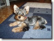 Jork��rsk� terier, Yorkshire Terrier,