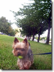 Jork��rsk� terier, Yorkshire Terrier,