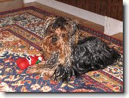 Jork��rsk� terier, Yorkshire Terrier,