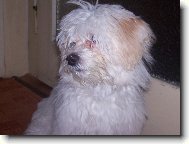 Maltese