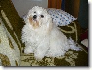 Maltese