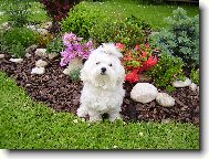 Maltese
