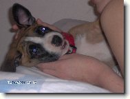 American Staffordshire Terrier