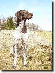 Deutscher Kurzhaariger Vorstehhund