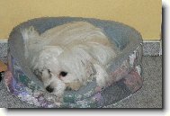 Maltese