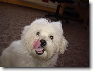 Maltese