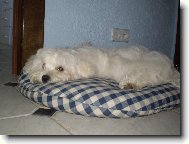 Maltese