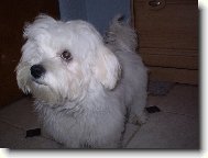 Maltese