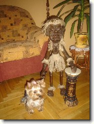 Jorkšírský terier, Yorkshire Terrier,