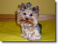 Jorkšírský terier, Yorkshire Terrier,