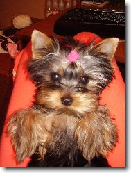 Jorkšírský terier, Yorkshire Terrier,