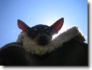 PRAGUE RATTER