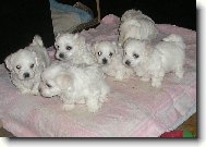 Maltese