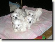 Maltese