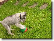 Zwergschnauzer, Miniature Schnauzer