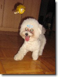 Bichon á poil frisé, Bichon Frise
