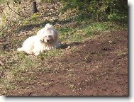 Maltese