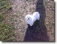 Maltese