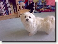 Maltese