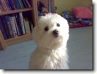 Maltese