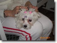 Maltese
