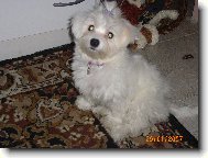 Maltese