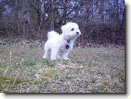 Maltese