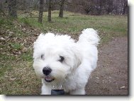 Maltese