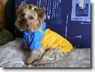 Jork��rsk� terier, Yorkshire Terrier,