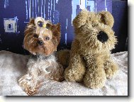 Jork��rsk� terier, Yorkshire Terrier,