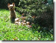 Jork��rsk� terier, Yorkshire Terrier,